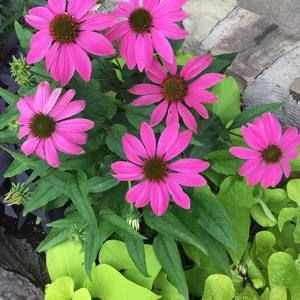 Meet your Posher, Marcy